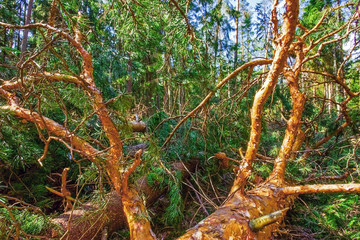 Fototapete bei efototapeten.de bestellen   