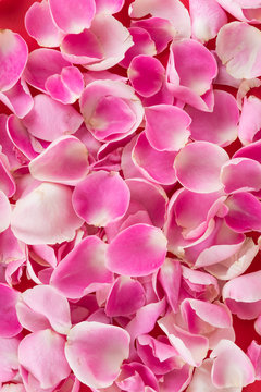 pink and white rose petal on red background