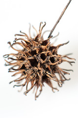 The fruit of the sweetgum tree