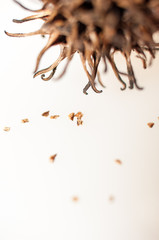 The fruit of the sweetgum tree