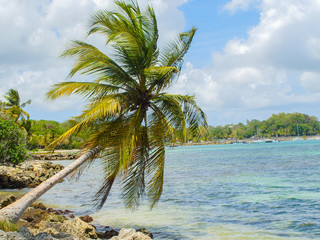 Beautiful coconut palm on the beach