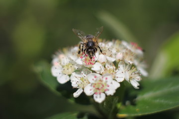 bee on chokeberry