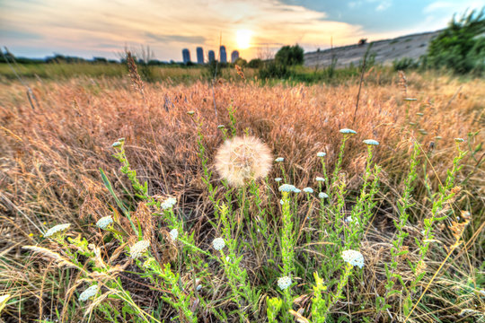 Vacaresti Natural park