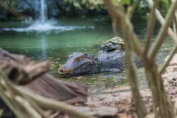 Naklejka premium Wild Life - Krokodil im Australischen Dschungel