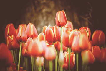 Obraz premium beautiful flowers, Retro vintage Style
