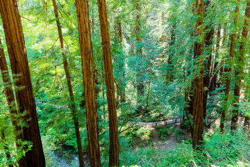 Redwood forest with wood lined footpath and stream