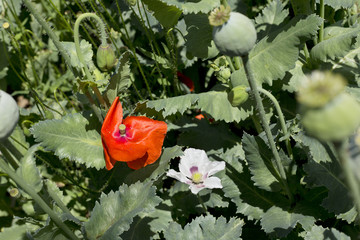 Detail of  white and red Poppy Blooms