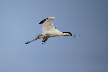 Avocet, Recurvirostra avosetta