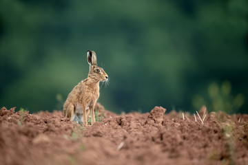Brown hare, Lepus europaeus