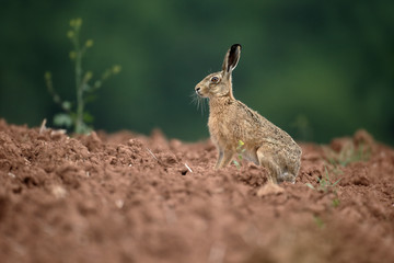 Brown hare, Lepus europaeus