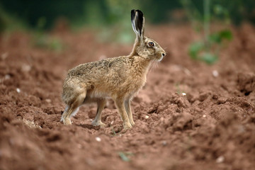 Brown hare, Lepus europaeus