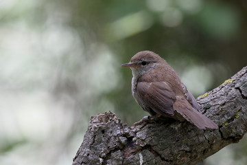 Cettis warbler, Cettia cetti