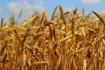 Wheat field with blue sky in the background 