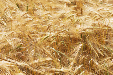 Summer Field of the ripe Barley 