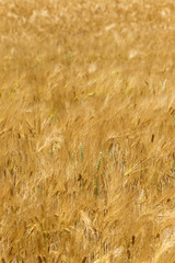 Summer Field of the ripe Barley 