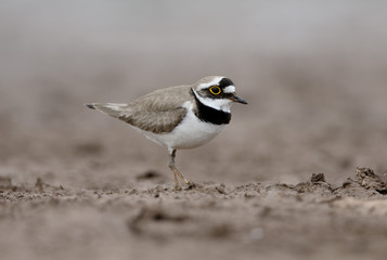 Little-ringed plover, Charadrius dubius