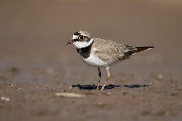 Little-ringed plover, Charadrius dubius