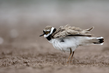 Little-ringed plover, Charadrius dubius