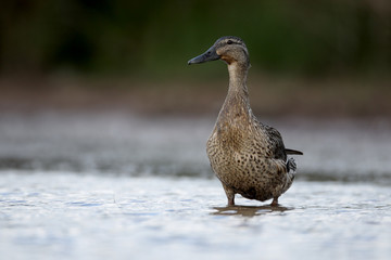 Mallard, Anas platyrhynchos