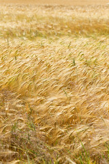 Summer Field of the ripe Barley 