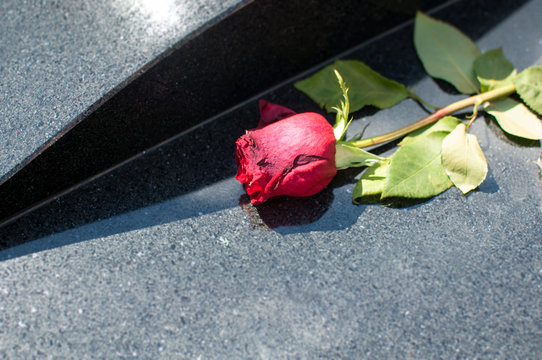Red rose on a grave