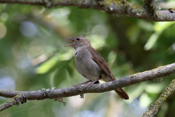 Nightingale, Luscinia megarhynchos