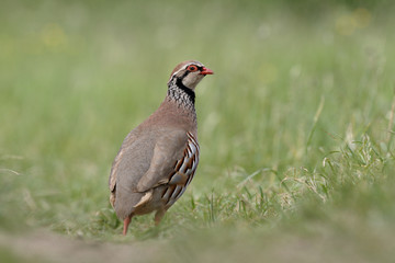 Red-legged partridge, Alectoris rufa