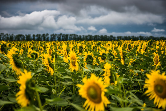 Sunflowers/ field of sunflowers