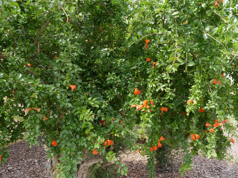 Pomegranata, Punica Granatum