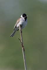 Reed bunting,  Emberiza schoeniclus