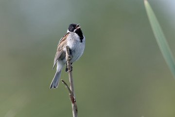 Naklejka premium Reed bunting, Emberiza schoeniclus