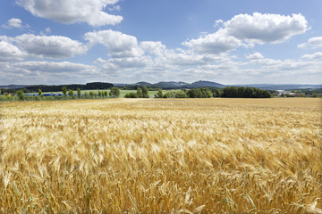 Summer Field of the ripe Barley 