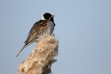 Reed bunting,  Emberiza schoeniclus