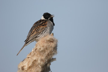 Reed bunting,  Emberiza schoeniclus