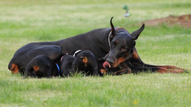 Doberman Dogs family on the grass