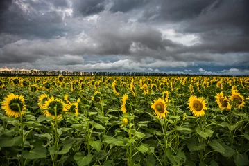 Acrylic prints Sunflower Sunflowers/ field of sunflowers