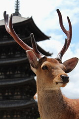 Obraz premium 奈良の鹿 世界遺産興福寺（五重塔）