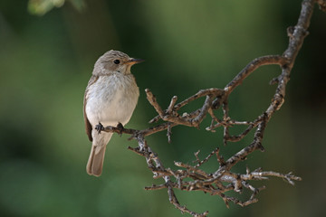 Spotted flycatcher, Muscicapa striata