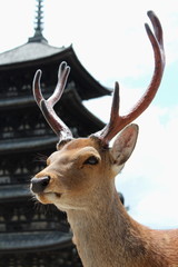 奈良の鹿　世界遺産興福寺（五重塔）