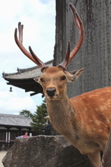奈良の鹿　世界遺産　興福寺