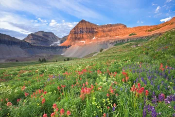 Fotobehang Colorful wildflowers on Mount Timpanogos, Utah, USA © Juancat