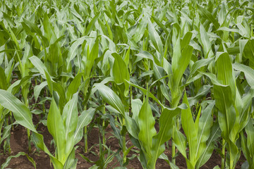 Piantagione di mais
