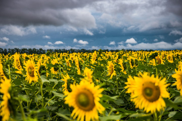 Obraz premium Sunflowers/ field of sunflowers