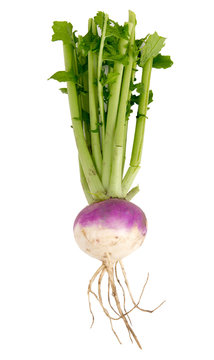 organic purple top turnip over white background
