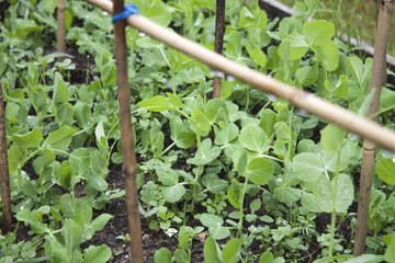 Young green peas plant, Pisum sativum