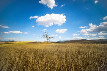 l'albero