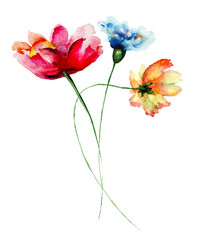 Obraz na płótnie Canvas Colorful wild flowers