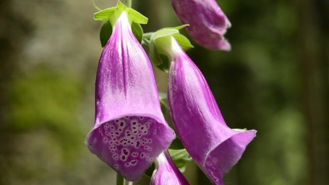 Fingerhut, Digitalis purpurea, Bl&uuml;te der giftigen Heilpflanze
