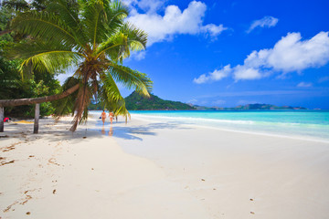 Palm tree and beautiful beach at Praslin island, Seychelles
