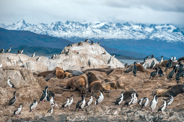 King Cormorant colony sits on an Island in the Beagle Channel